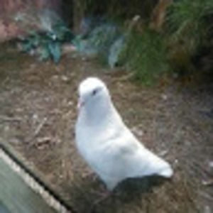 Meet your Posher, Leonel